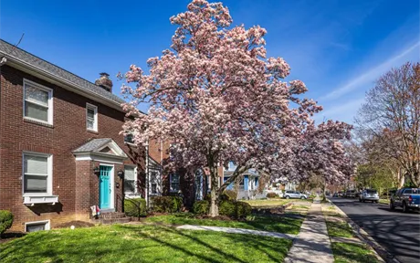 A residential street in spring with a tree in full blossom